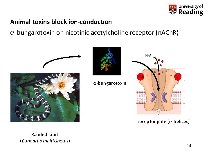 Animal toxins block ion-conduction -bungarotoxin on nicotinic acetylcholine receptor (n. ACh. R) Na+ ACh
