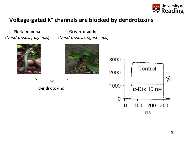 Voltage-gated K+ channels are blocked by dendrotoxins Black mamba (Dendroaspis polylepis) Green mamba (Dendroaspis