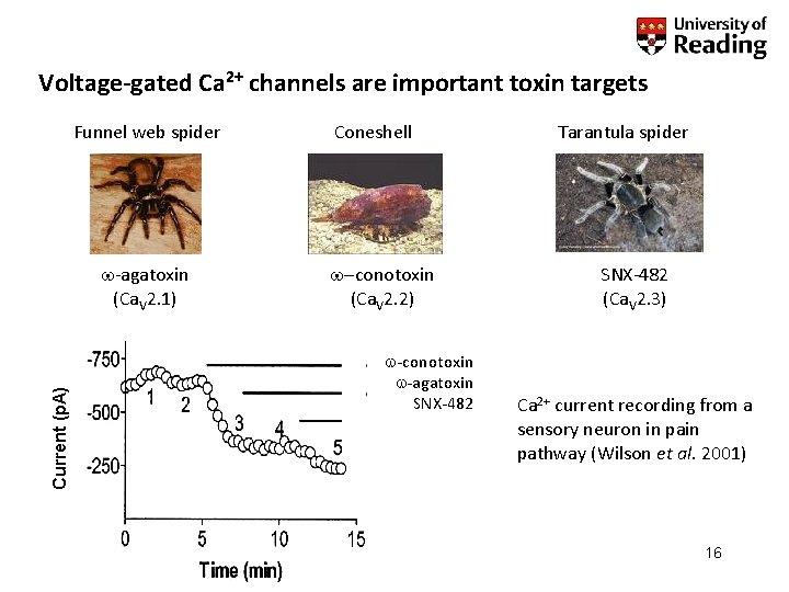 Voltage-gated Ca 2+ channels are important toxin targets Funnel web spider Current (p. A)