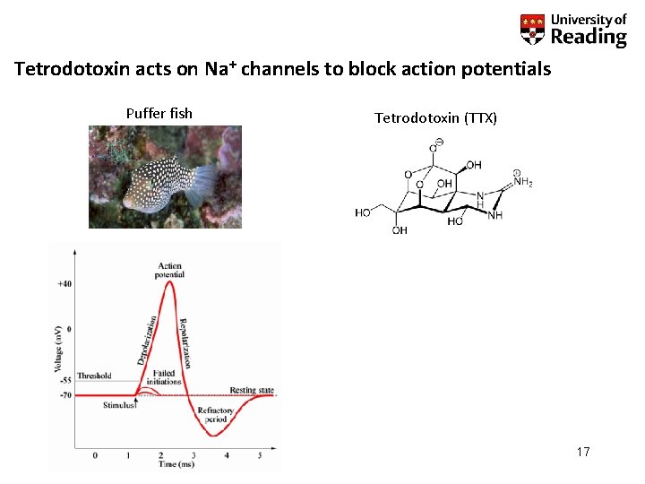 Tetrodotoxin acts on Na+ channels to block action potentials Puffer fish Tetrodotoxin (TTX) 17