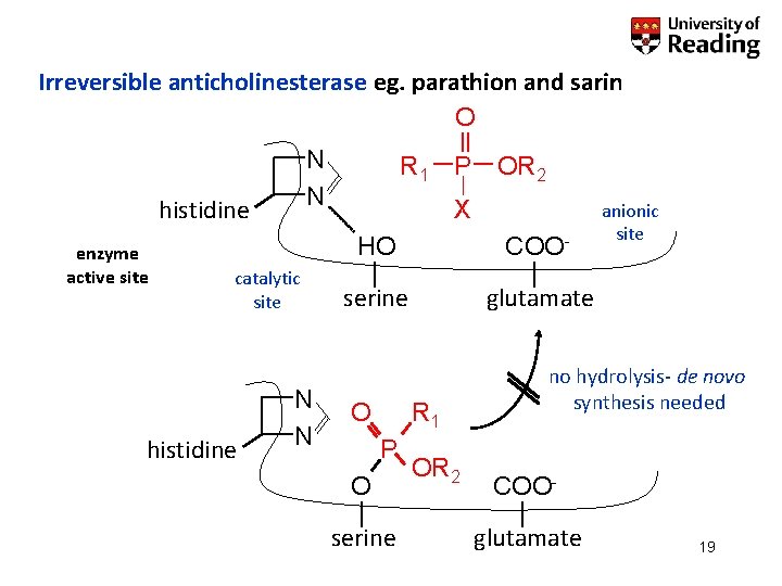 Irreversible anticholinesterase eg. parathion and sarin O N N histidine enzyme active site catalytic