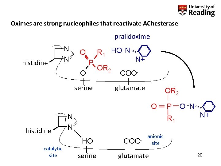 Oximes are strong nucleophiles that reactivate AChesterase pralidoxime histidine N N R 1 HO