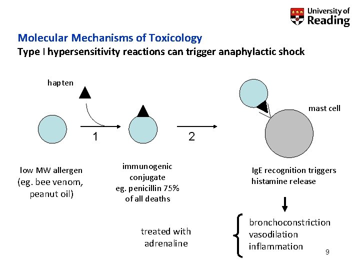 Molecular Mechanisms of Toxicology Type I hypersensitivity reactions can trigger anaphylactic shock hapten mast