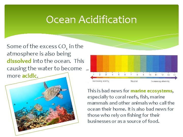 Ocean Acidification Some of the excess CO 2 in the atmosphere is also being