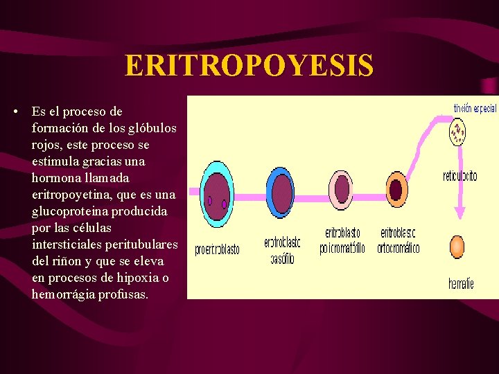 ERITROPOYESIS • Es el proceso de formación de los glóbulos rojos, este proceso se