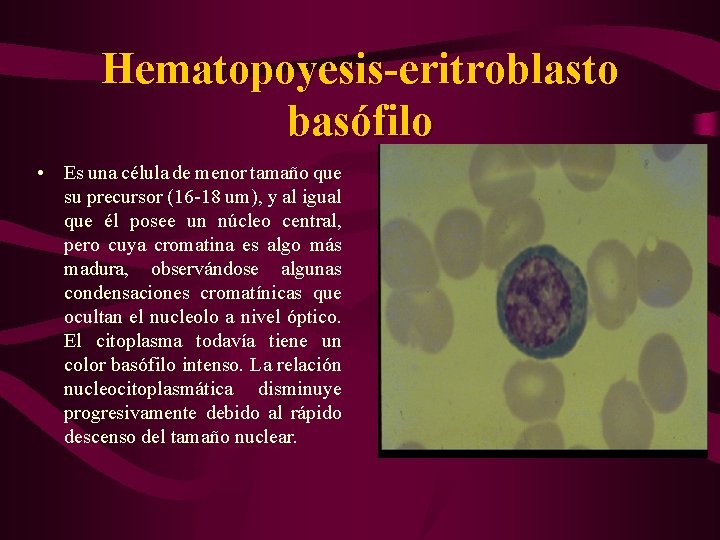 Hematopoyesis-eritroblasto basófilo • Es una célula de menor tamaño que su precursor (16 -18