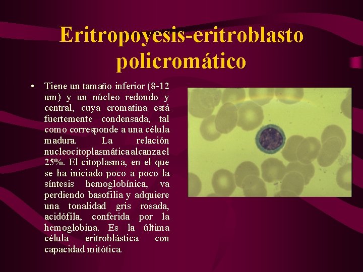 Eritropoyesis-eritroblasto policromático • Tiene un tamaño inferior (8 -12 um) y un núcleo redondo