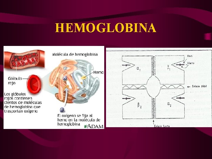 HEMOGLOBINA 