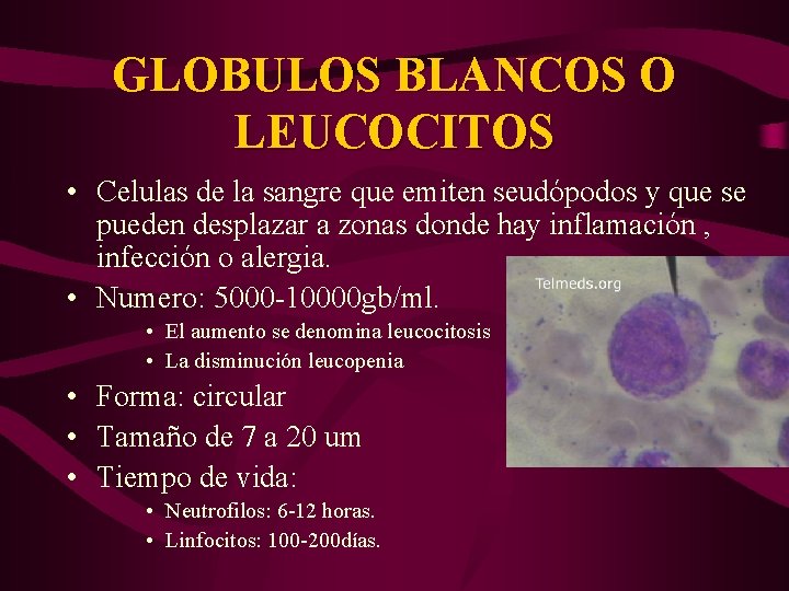 GLOBULOS BLANCOS O LEUCOCITOS • Celulas de la sangre que emiten seudópodos y que