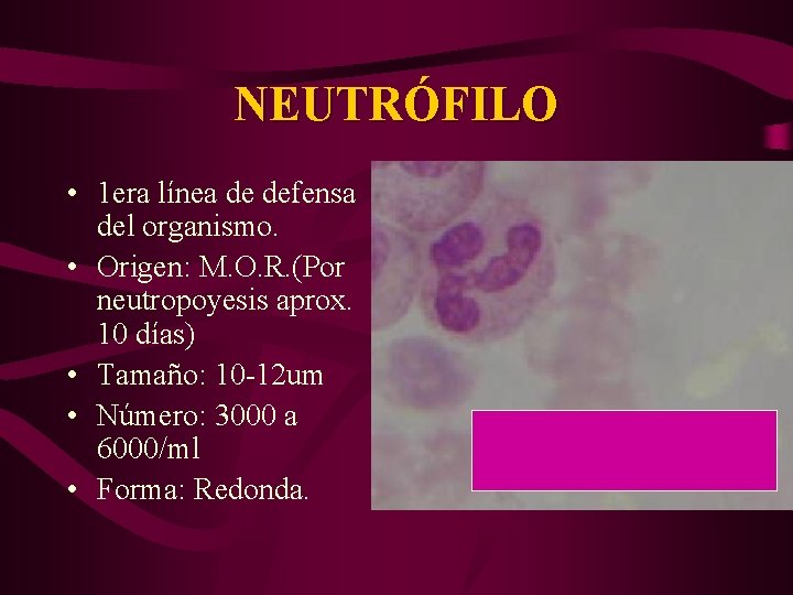 NEUTRÓFILO • 1 era línea de defensa del organismo. • Origen: M. O. R.