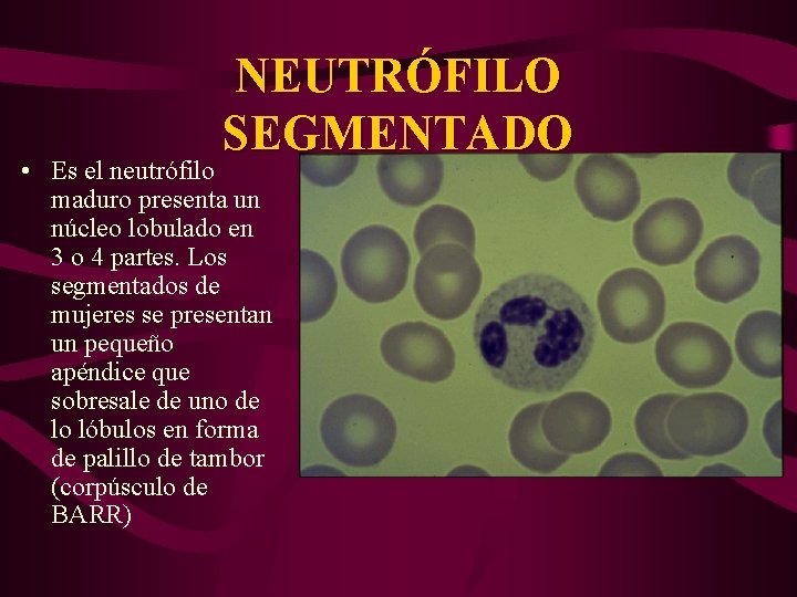 NEUTRÓFILO SEGMENTADO • Es el neutrófilo maduro presenta un núcleo lobulado en 3 o