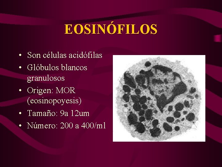 EOSINÓFILOS • Son células acidófilas • Glóbulos blancos granulosos • Origen: MOR (eosinopoyesis) •
