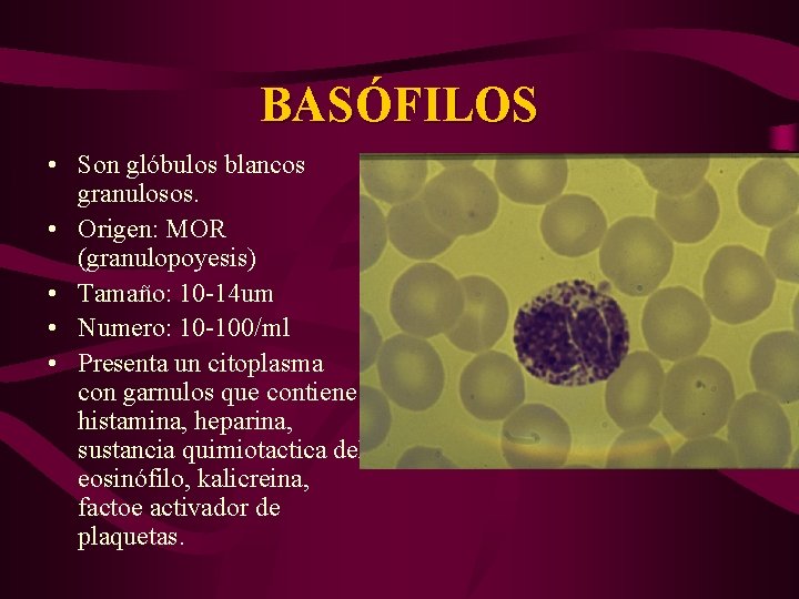 BASÓFILOS • Son glóbulos blancos granulosos. • Origen: MOR (granulopoyesis) • Tamaño: 10 -14