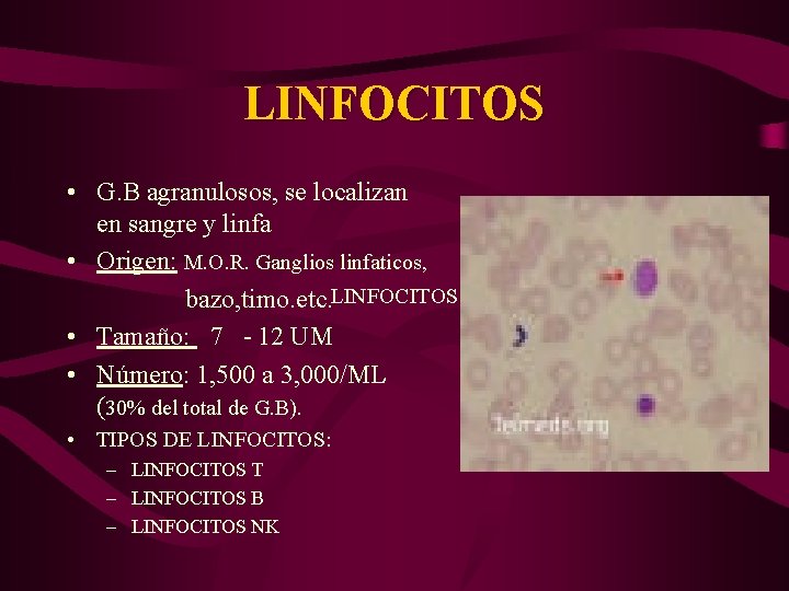 LINFOCITOS • G. B agranulosos, se localizan en sangre y linfa • Origen: M.