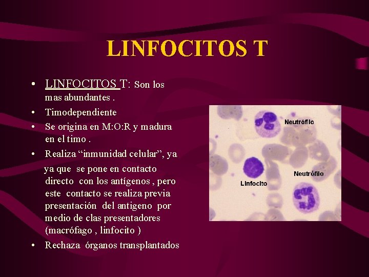  LINFOCITOS T • LINFOCITOS T: Son los mas abundantes. • Timodependiente • Se