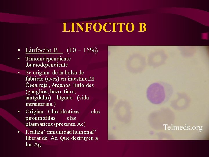 LINFOCITO B • Linfocito B (10 – 15%) • Timoindependiente , bursodependiente • Se