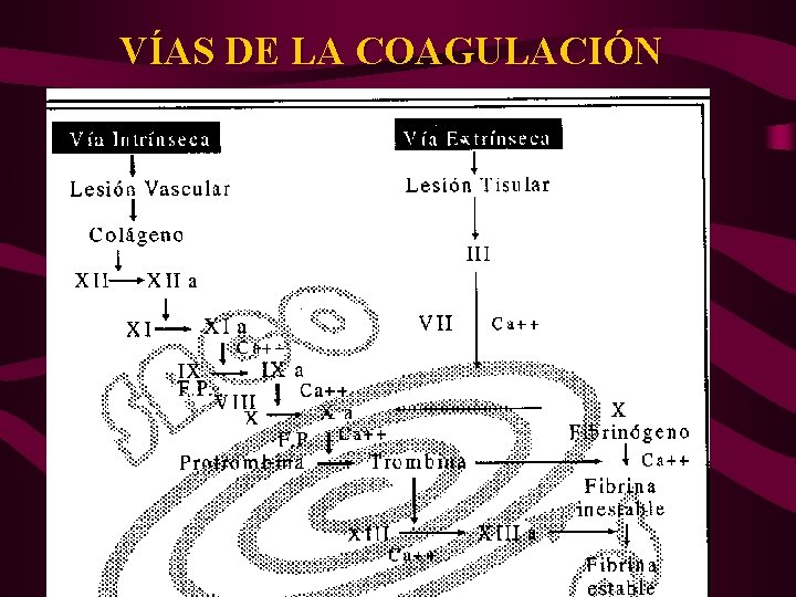 VÍAS DE LA COAGULACIÓN 