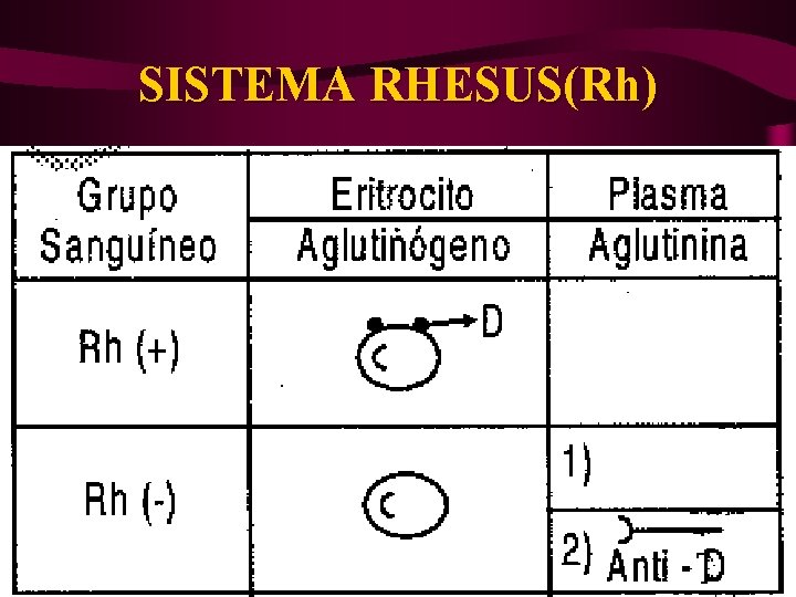 SISTEMA RHESUS(Rh) 
