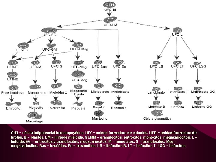 CHT = célula totipotencial hematopoyética. UFC= unidad formadora de colonias. UFB = unidad formadora