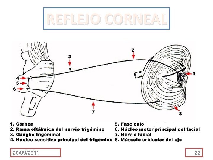 REFLEJO CORNEAL 20/09/2011 22 REFLEJO CORNEAL 20/09/2011 22
