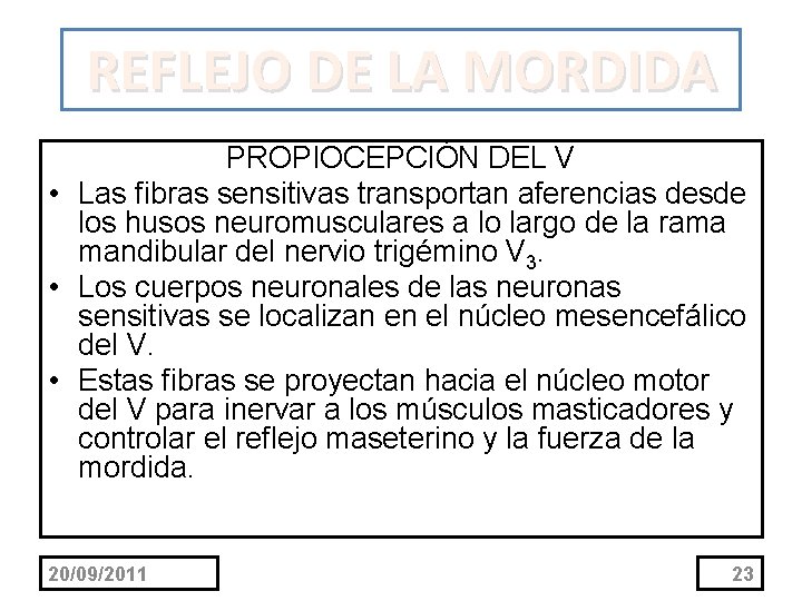 REFLEJO DE LA MORDIDA PROPIOCEPCIÓN DEL V • Las fibras sensitivas transportan aferencias desde REFLEJO DE LA MORDIDA PROPIOCEPCIÓN DEL V • Las fibras sensitivas transportan aferencias desde