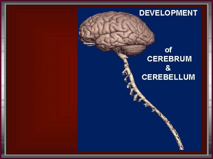 DEVELOPMENT of CEREBRUM & CEREBELLUM 