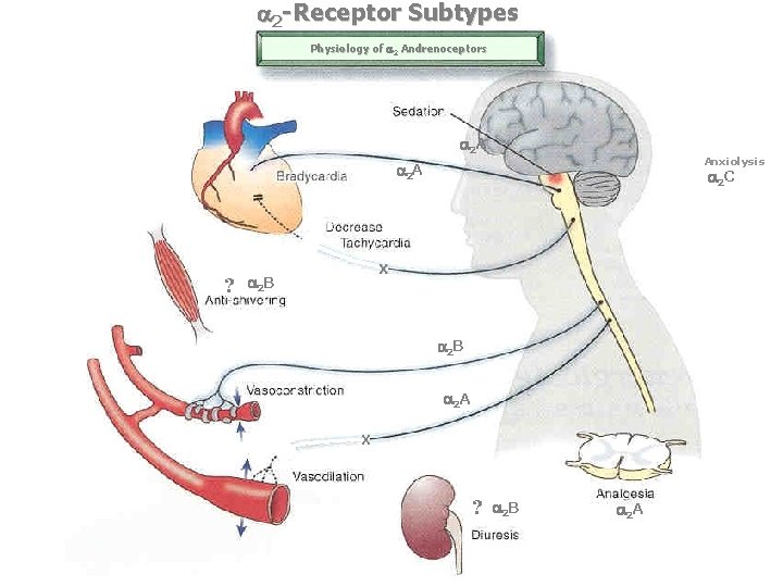  2 -Receptor Subtypes Physiology of 2 Andrenoceptors 2 A Anxiolysis 2 A ?