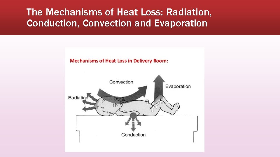 The Mechanisms of Heat Loss: Radiation, Conduction, Convection and Evaporation 