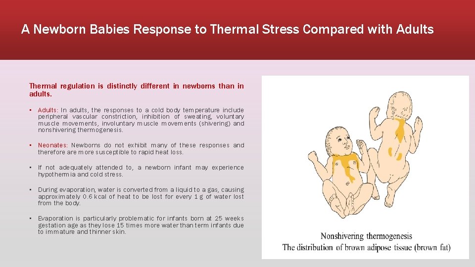 A Newborn Babies Response to Thermal Stress Compared with Adults Thermal regulation is distinctly