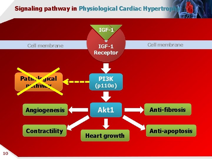 Signaling pathway in Physiological Cardiac Hypertrophy IGF-1 Cell membrane Pathological pathway Angiogenesis Contractility 10