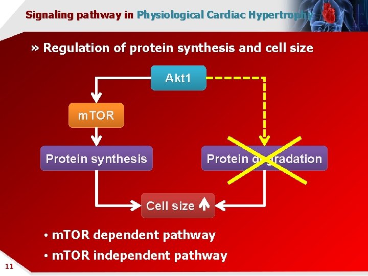 Signaling pathway in Physiological Cardiac Hypertrophy » Regulation of protein synthesis and cell size