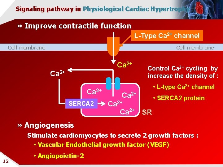 Signaling pathway in Physiological Cardiac Hypertrophy » Improve contractile function L-Type Ca 2+ channel