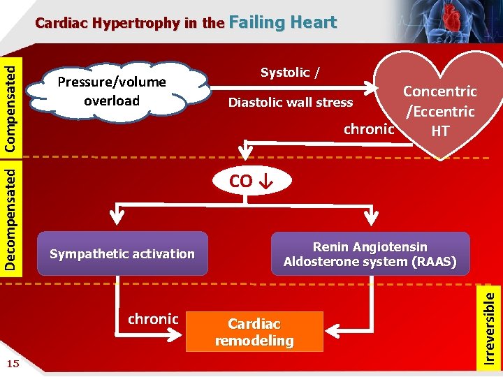 Pressure/volume overload 15 Systolic / Concentric Diastolic wall stress /Eccentric chronic HT CO ↓