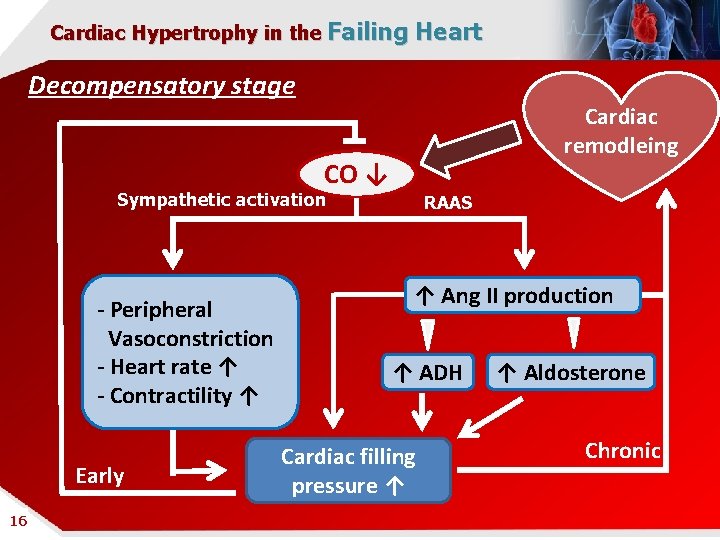 Cardiac Hypertrophy in the Failing Heart Decompensatory stage Cardiac remodleing CO ↓ Sympathetic activation