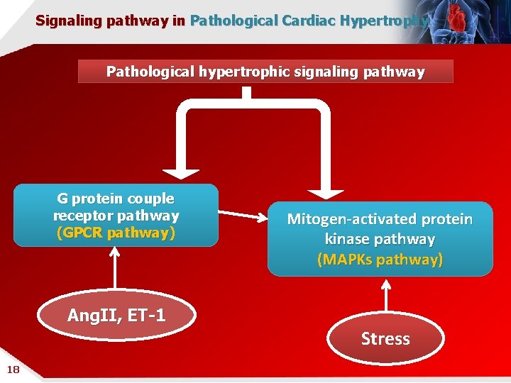Signaling pathway in Pathological Cardiac Hypertrophy Pathological hypertrophic signaling pathway G protein couple receptor