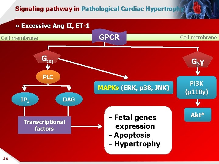 Signaling pathway in Pathological Cardiac Hypertrophy » Excessive Ang II, ET-1 GPCR Cell membrane