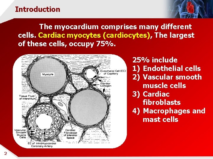 Introduction The myocardium comprises many different cells. Cardiac myocytes (cardiocytes), The largest of these