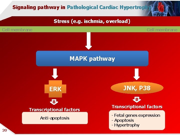 Signaling pathway in Pathological Cardiac Hypertrophy Stress (e. g. ischmia, overload) Cell membrane MAPK