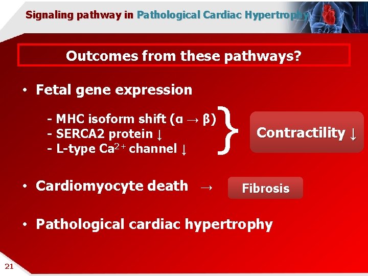 Signaling pathway in Pathological Cardiac Hypertrophy Outcomes from these pathways? • Fetal gene expression
