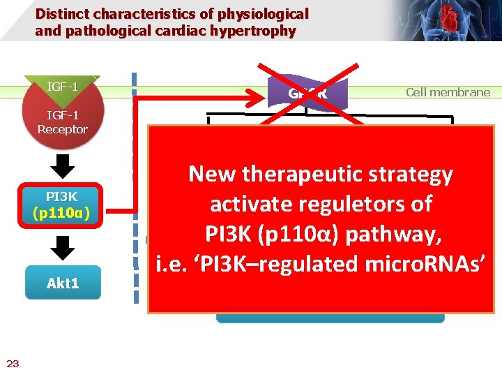 Distinct characteristics of physiological and pathological cardiac hypertrophy IGF-1 GPCR Cell membrane IGF-1 Receptor