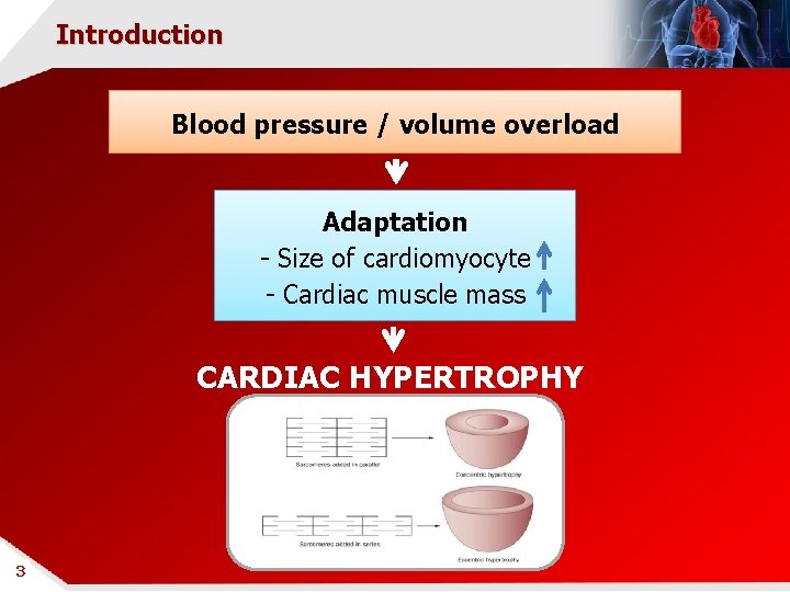 Introduction Blood pressure / volume overload Adaptation - Size of cardiomyocyte - Cardiac muscle
