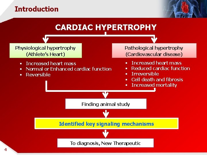 Introduction CARDIAC HYPERTROPHY Physiological hypertrophy (Athlete’s Heart) Pathological hypertrophy (Cardiovascular disease) § Increased heart