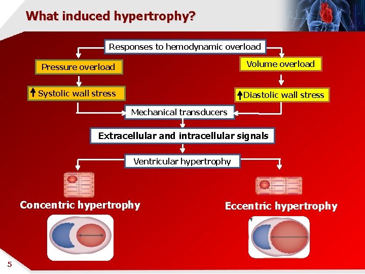 What induced hypertrophy? Responses to hemodynamic overload Volume overload Pressure overload Systolic wall stress