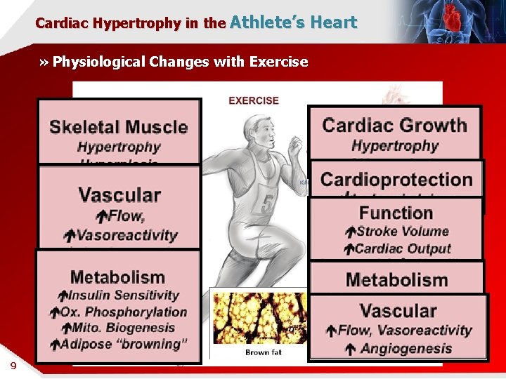 Cardiac Hypertrophy in the Athlete’s Heart » Physiological Changes with Exercise 9 9 