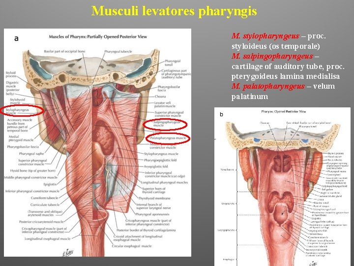 Musculi levatores pharyngis M. stylopharyngeus – proc. styloideus (os temporale) M. salpingopharyngeus – cartilage