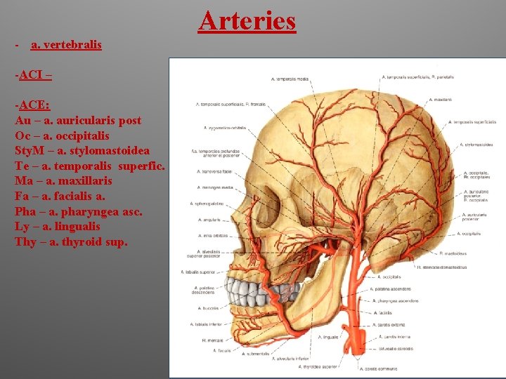 Arteries - a. vertebralis -ACI – -ACE: Au – a. auricularis post Oc –