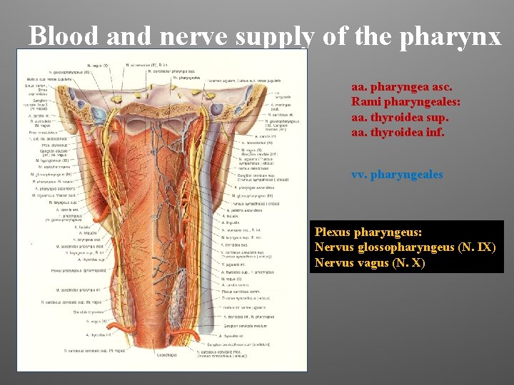 Blood and nerve supply of the pharynx aa. pharyngea asc. Rami pharyngeales: aa. thyroidea
