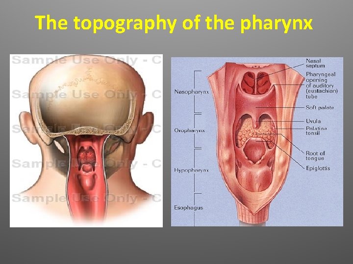 The topography of the pharynx 