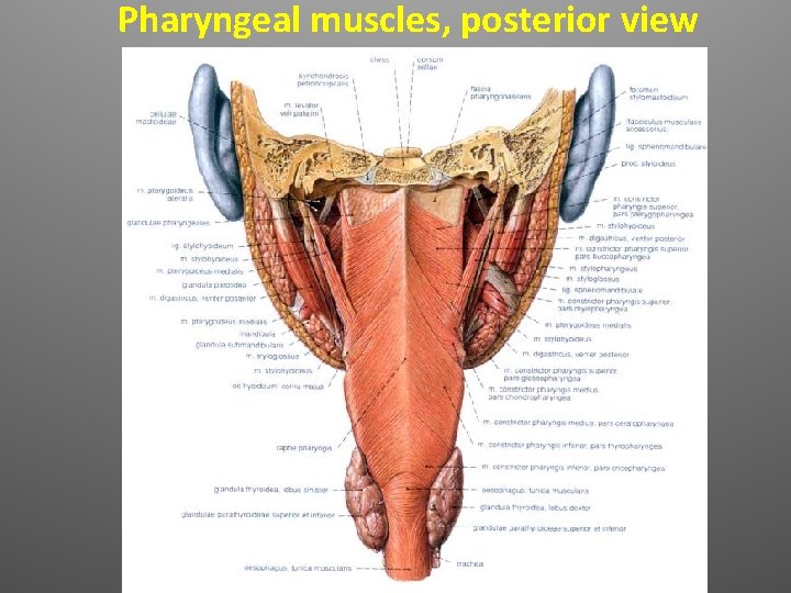 Pharyngeal muscles, posterior view 