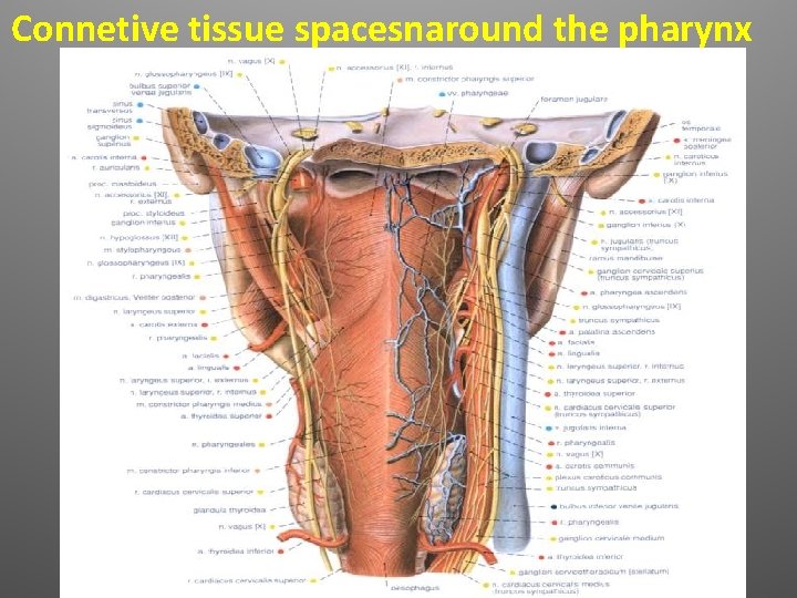 Connetive tissue spacesnaround the pharynx 